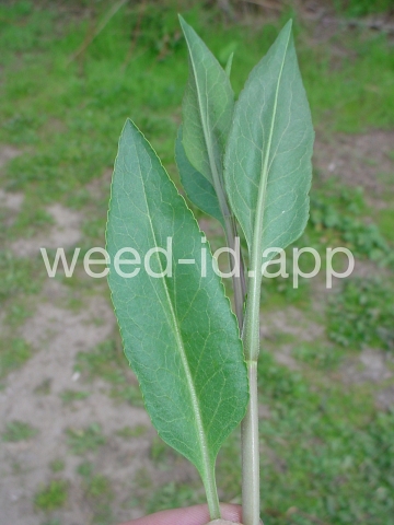 pepperweed, perennial